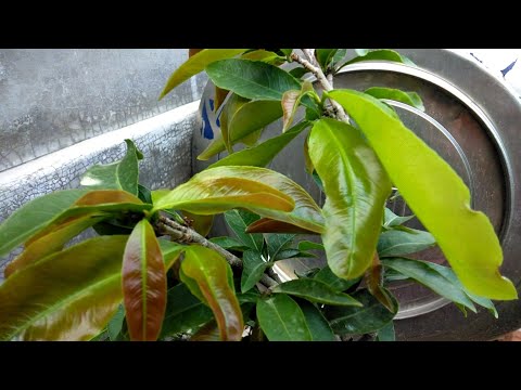 Bón phân cho mai vàng đầu tháng 4 phối trộn phân để bón hợp lý