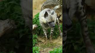 As hienas podem parecer inofensivas, mas na verdade estão sempre à espreita,