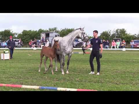 Holsteiner Fohlenschau Föhr 2023 | HF | United Way – Cayado | St. 3389 | ZG Rörden