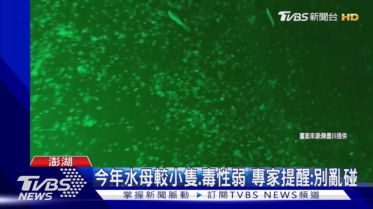 水母大軍!佔據海面繁殖 夜釣小管無收穫