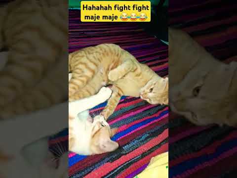 #cat fight # cat 🐈 lover's # suchita LODHI kshatriya