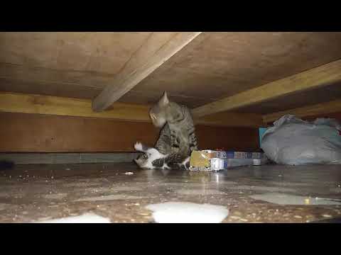 Mummy cat funny with his cat baby