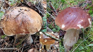 Boletes, bay boletes, red boletes, birch boletes and kites