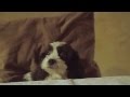 Glass Animals - Walla Walla feat. SUGARBABE ...
