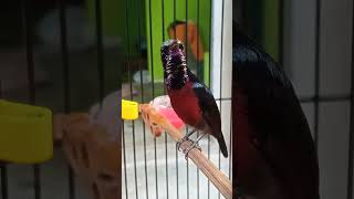 Download lagu konin isian pelatuk beras mp3