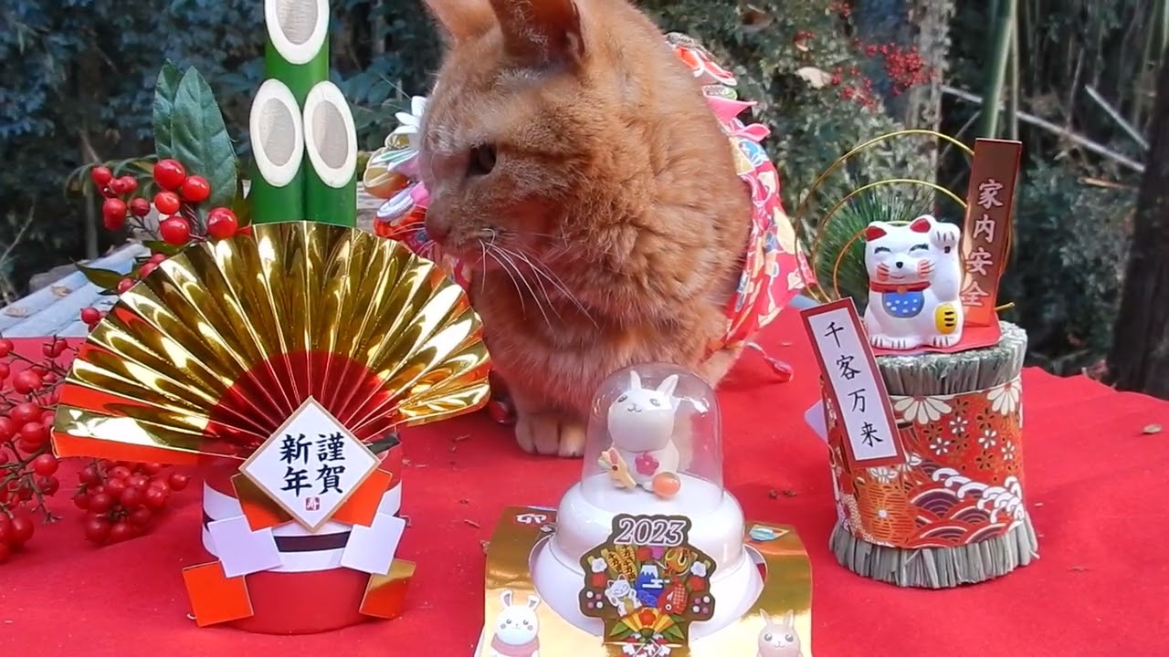 happy  new  year   cute cat no1  なかよし茶トラ