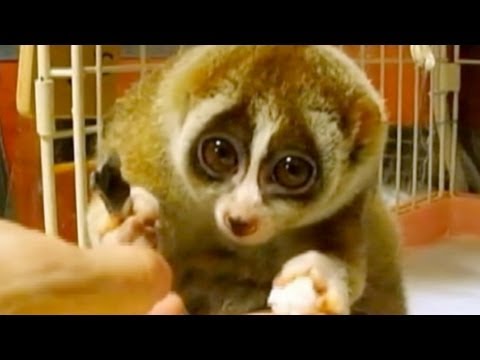 image-What primate has big eyes?