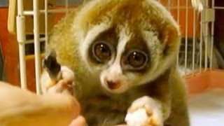 Download lagu Slow Loris: Endangered for Being Cute mp3 Download lagu Slow Loris: Endangered for Being Cute mp3