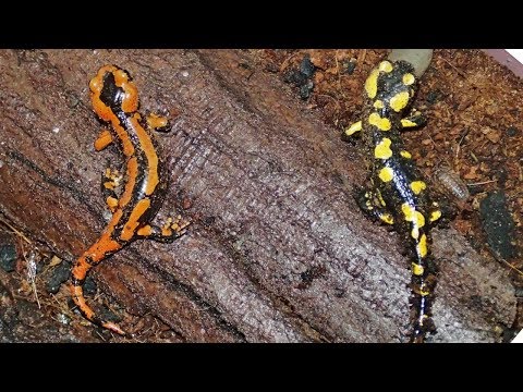 Juvenile Orange Fire Salamanders (Salamandra s. terrestris)