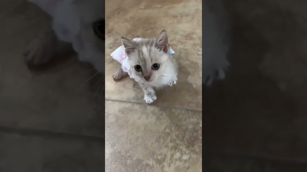 Annabelle video