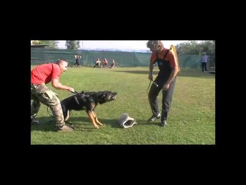 Haryson AD-GUR - defence LVT Bedea