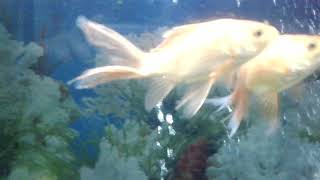 Fish in the aquarium
