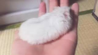 ねむるんるんるんるんるん！