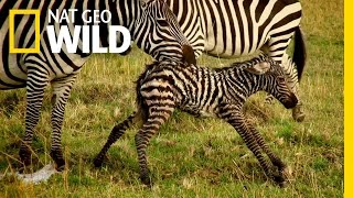 Baby Animals Find Their Footing | Animal Moms
