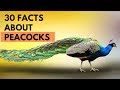 30 facts About Peacocks - Amazing Facts About Peacocks