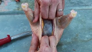 How To Slaughter Chickens - Most Basic Setup