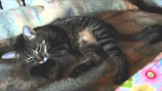 Dante mimos gato adopcion Valladolid