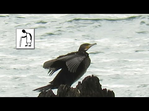 Cormorant or Shag @ Hope Cove 190909