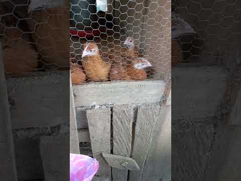 FOFOQUEIRAS DE PLANTÃO #agro #comédia