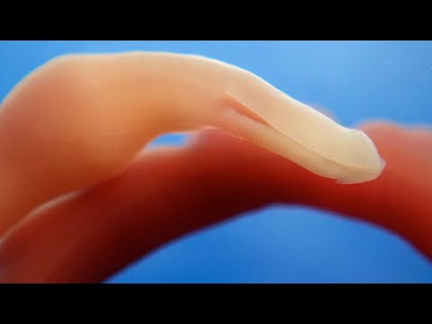 Vídeo de Junoya acutifrons