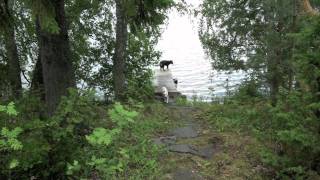 preview picture of video 'Border Collie x German Shepherd loves Finnish Sauna'