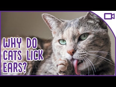 Why Do Cats Lick Your Ears?! Strange Cat Behaviours Explained