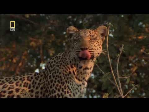 National Geographic Eye Of The Leopard 豹的眼睛