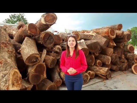 Wood processing development