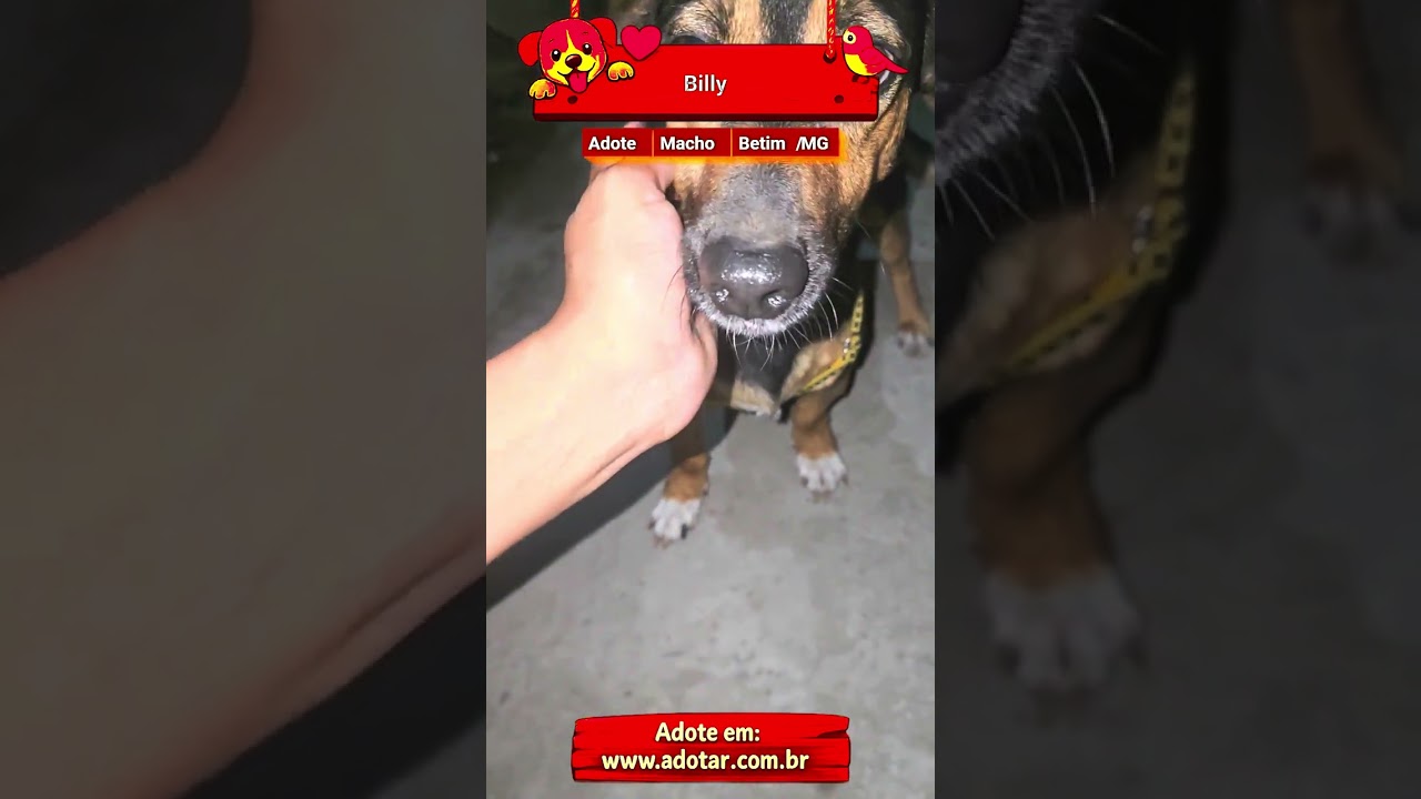Cachorro raça SRD-ViraLata idade 2 anos nome Billy