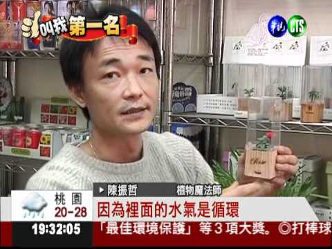 把花草變藝品 迷你盆栽紅到歐.日