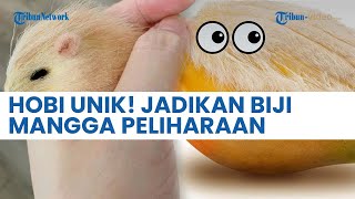 Hobi Aneh Anak Muda di China: Jadikan Biji Mangga Berbulu Sebagai Peliharaan Layaknya Anabul