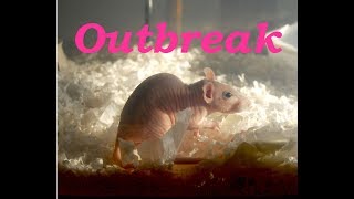 Respiratory Infection in Rats; Treatment & Prevention for Pets & Feeders