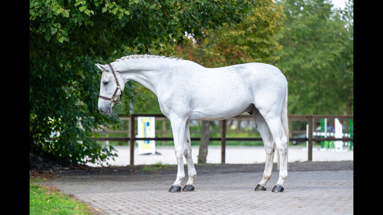 Maserati Quality CARTHAGO x CORIANO video 1