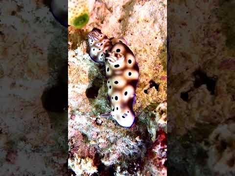 Amazing Display of Nudi Magic  #mysealifecamera #oceanlife