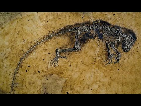 Evolution 3/3: Unsere geheimen Vorfahren - Der Affe in uns I Dokumentation