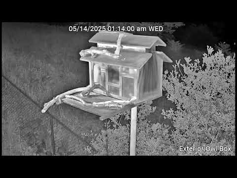 #BenTheBarnOwl Delivers Vole Minutes After Bella Chased Away Intruder. Owl Box C - 5/14/25 - 1:13 am