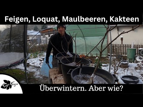 Feigen, Maulbeeren, Granatapfel und weitere Exoten überwintern | Einwintern