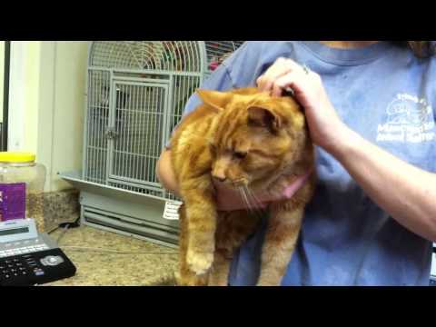 Meet Keifer at the Manchester Animal Shelter