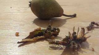 preview picture of video 'Wasps love Pears. Vosy milují hrušky (Turnov-Český ráj)'