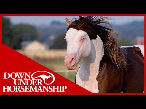 Clinton Anderson Presents: Titan a Legend in the Making, Lesson 8, Part 2 - Downunder Horsemanship