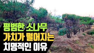 평범한 소나무 가치가 떨어지는 치명적인 이유 | 나무대장