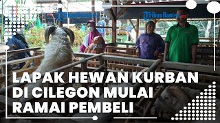 Jelang Hari Raya Iduladha 2022, Penjualan Hewan Kurban di Kota Cilegon Mulai Meningkat