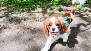 Visit to the Park 1: Vanilla wants to catch the frisbee while Mom and Dad play with it