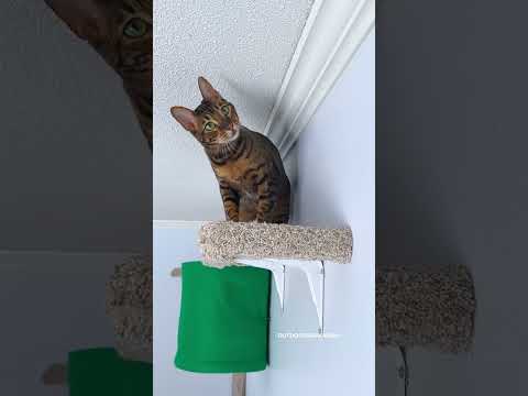 Crate For My Cats 💔🥲 #cat