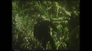 The Very Things 'The Bushes Scream While My Daddy Prunes' (1985)