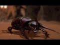 Flesh-Eating Scarab Beetles Compilation -The Mummy