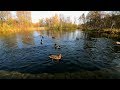 Duck sounds with quacking and splashing on the river