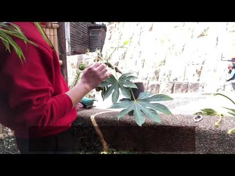 タイワンヤツデ、ヤツデ、ヤツデ、ヤツデ