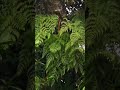 Fern on the Tree!! #trees #ferns #nature #plants #shortvideo #youtubeshorts #shorts