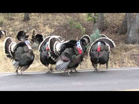 Turkeys gobbling